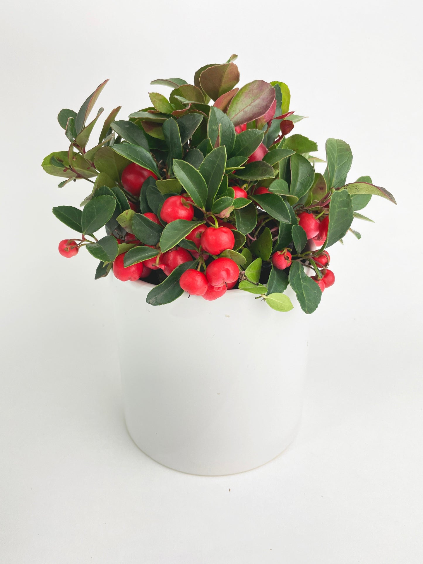 Ardisia Crenata Christmas Berry Plant by Bumble Plants