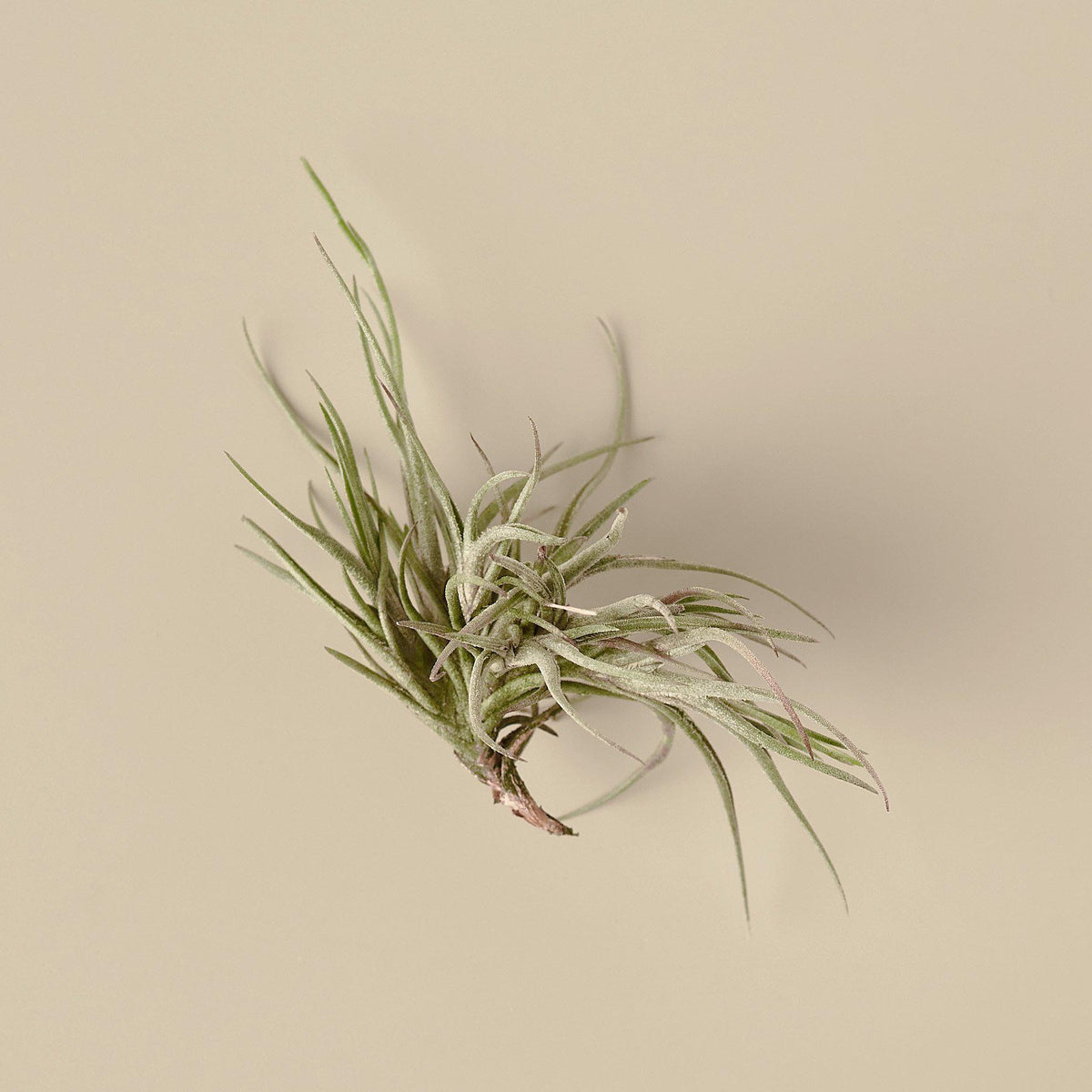 Tillandsia Air Plant Bandensis - 2 inch