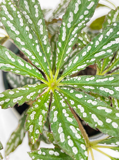 Begonia Hemsleyana Variegata (Silver Dots U404) by Bumble Plants