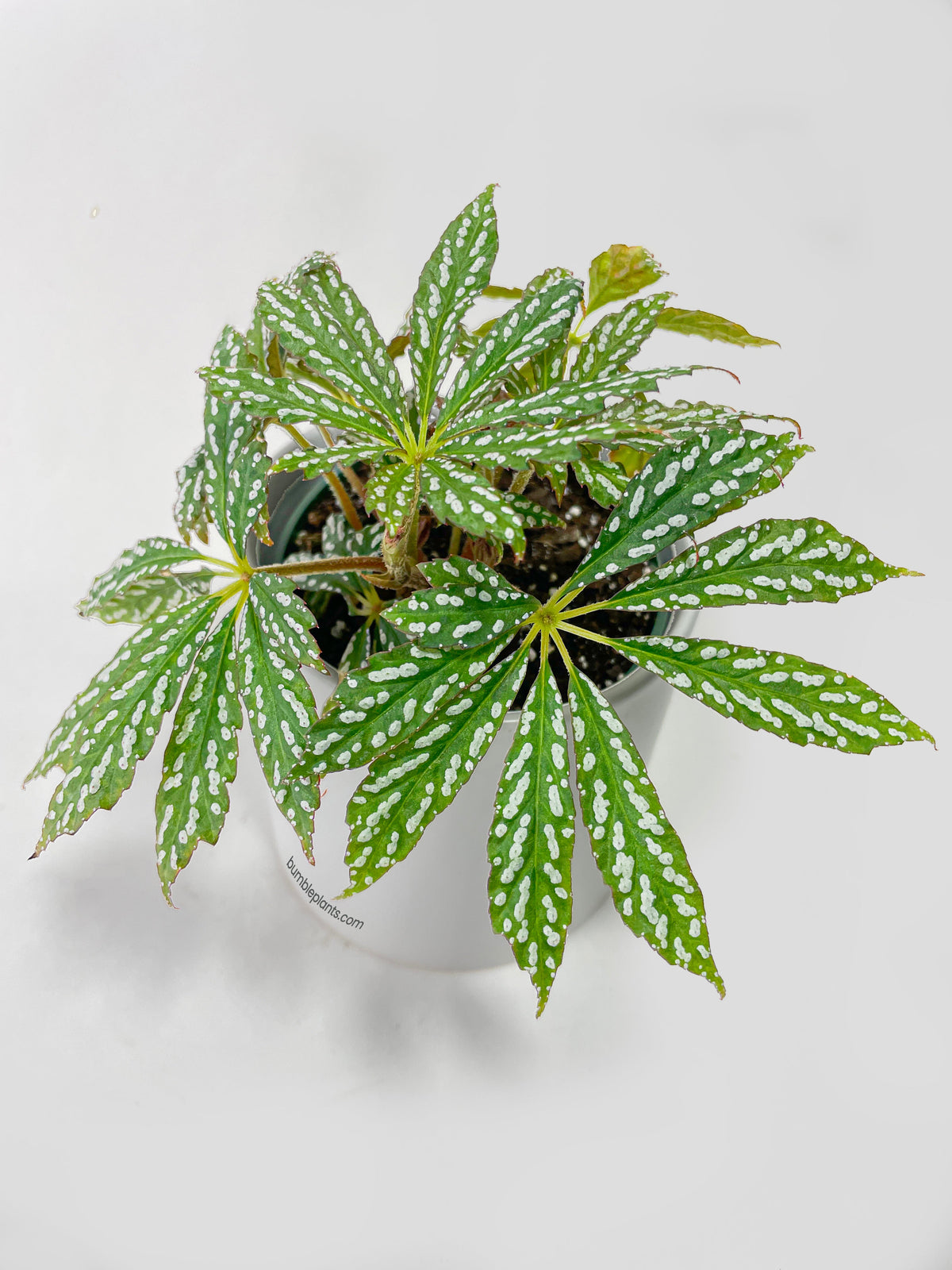 Begonia Hemsleyana Variegata (Silver Dots U404) by Bumble Plants