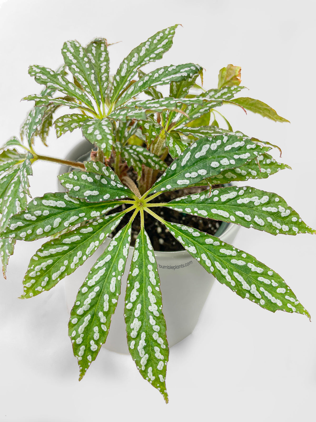 Begonia Hemsleyana Variegata (Silver Dots U404) by Bumble Plants