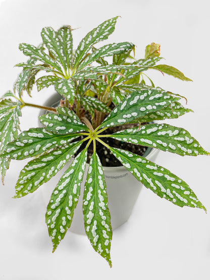 Begonia Hemsleyana Variegata (Silver Dots U404) by Bumble Plants