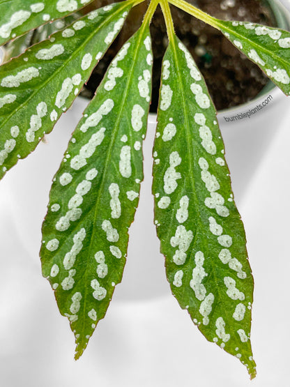 Begonia Hemsleyana Variegata (Silver Dots U404) by Bumble Plants