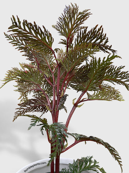 Begonia Bipinnatifida by Bumble Plants