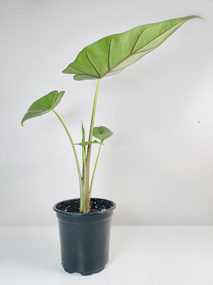 Alocasia 'Sumo' Black Veins by Bumble Plants