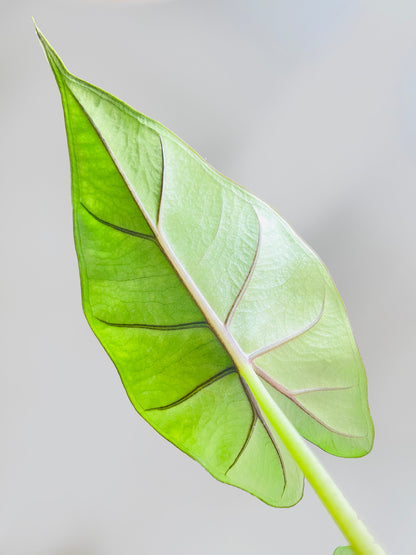 Alocasia 'Sumo' Black Veins by Bumble Plants