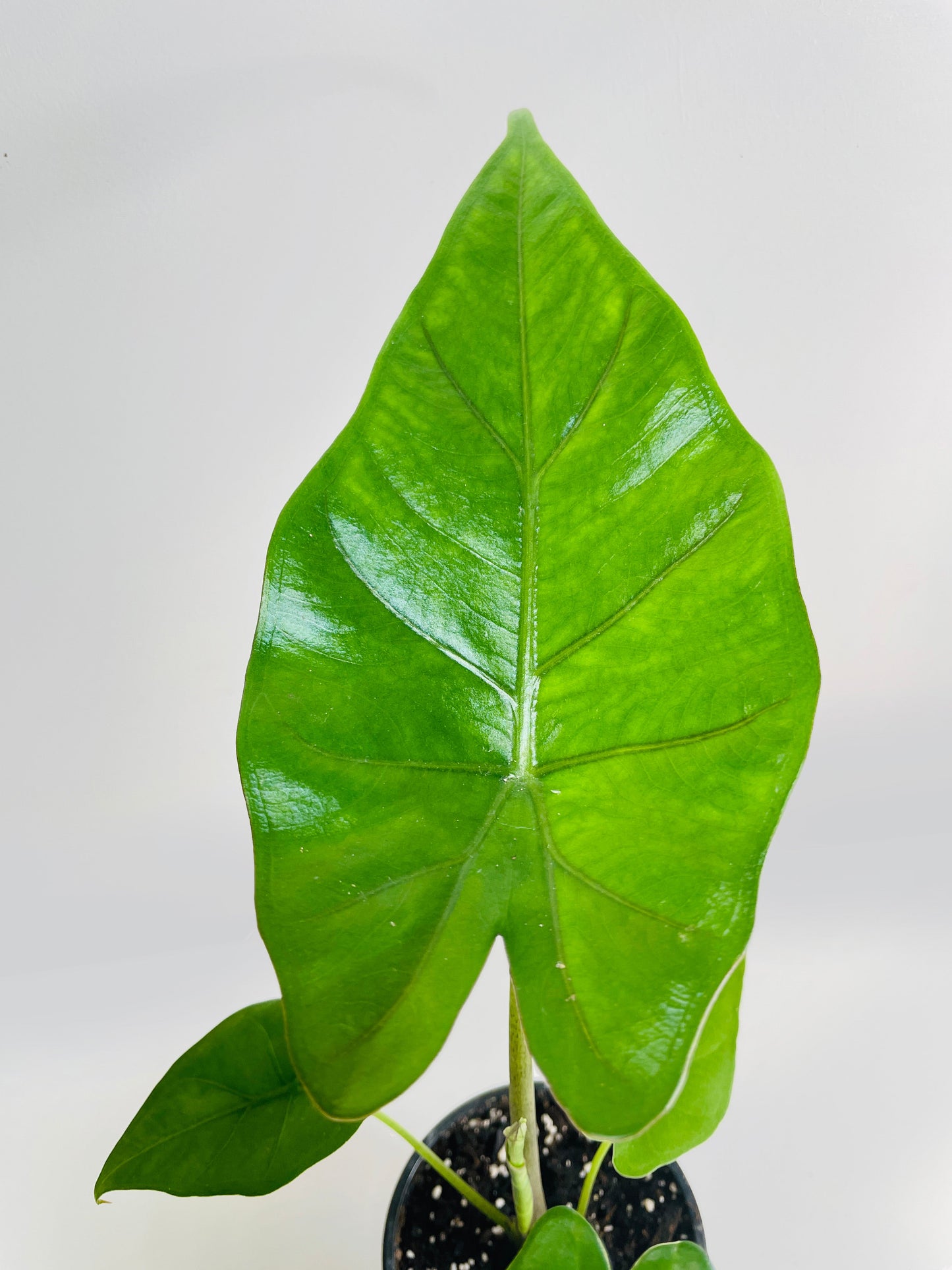 Alocasia 'Sumo' Black Veins by Bumble Plants