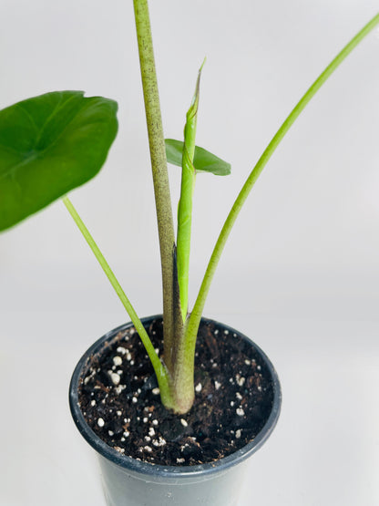 Alocasia 'Sumo' Black Veins by Bumble Plants