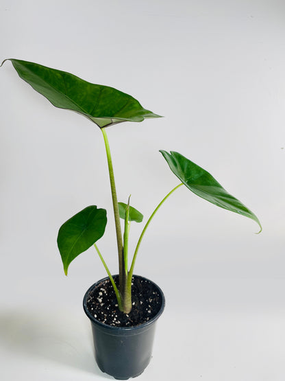 Alocasia 'Sumo' Black Veins by Bumble Plants