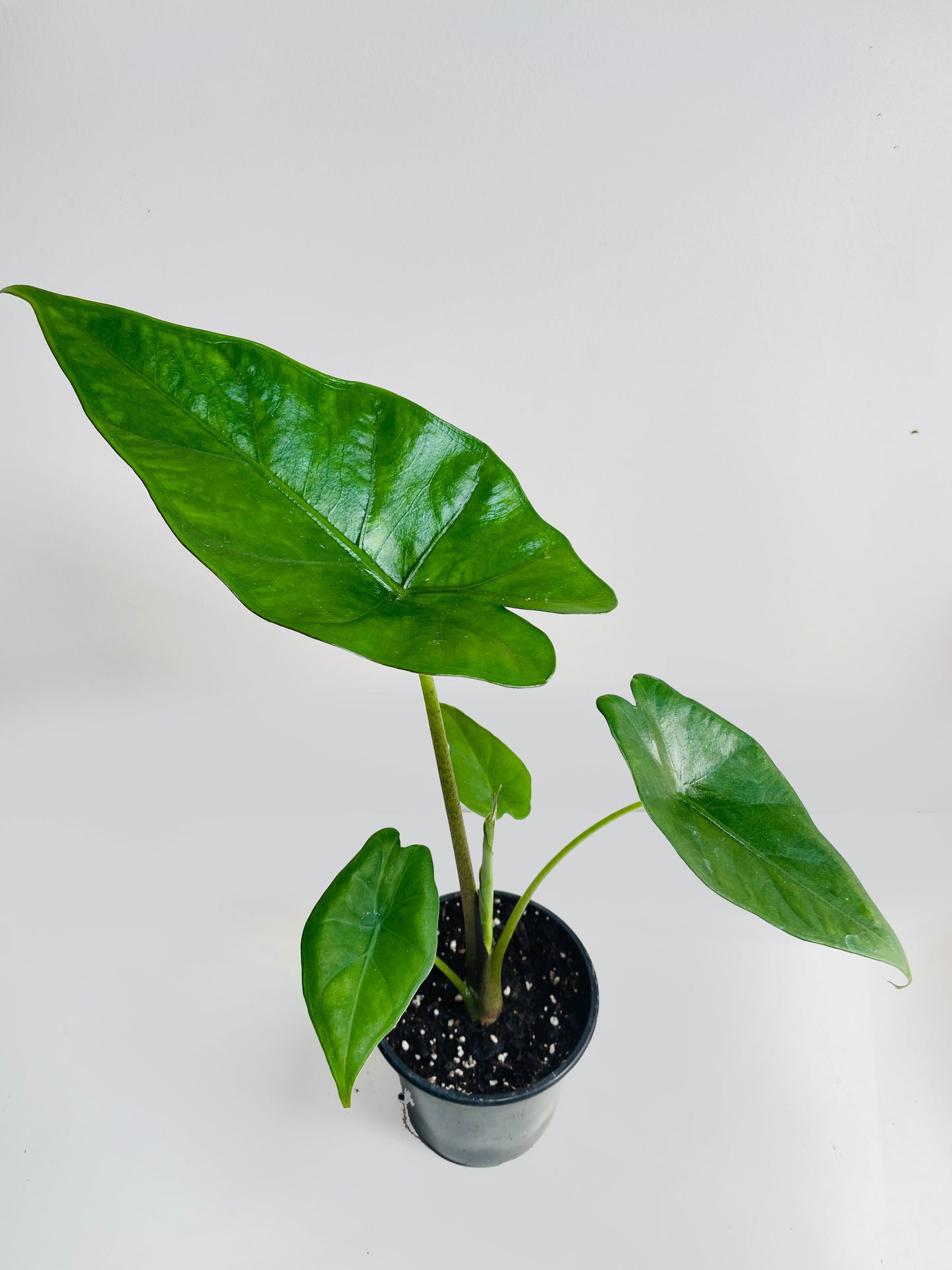 Alocasia 'Sumo' Black Veins by Bumble Plants