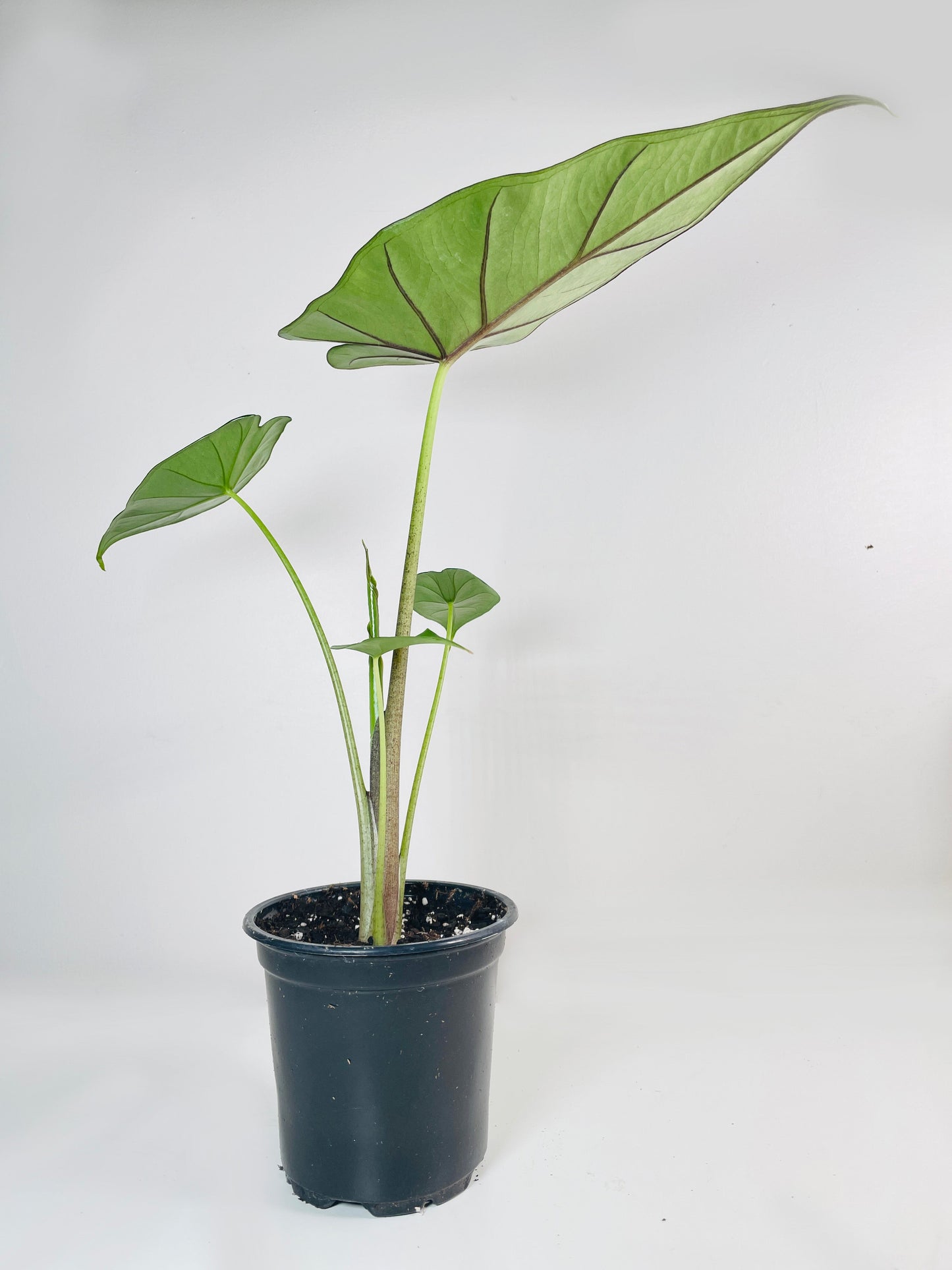 Alocasia 'Sumo' Black Veins by Bumble Plants