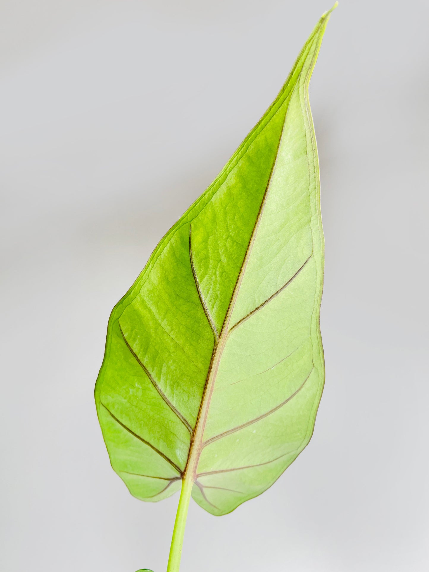 Alocasia 'Sumo' Black Veins by Bumble Plants