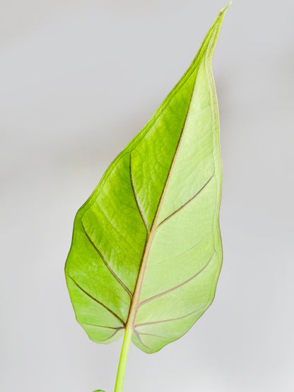 Alocasia 'Sumo' Black Veins by Bumble Plants