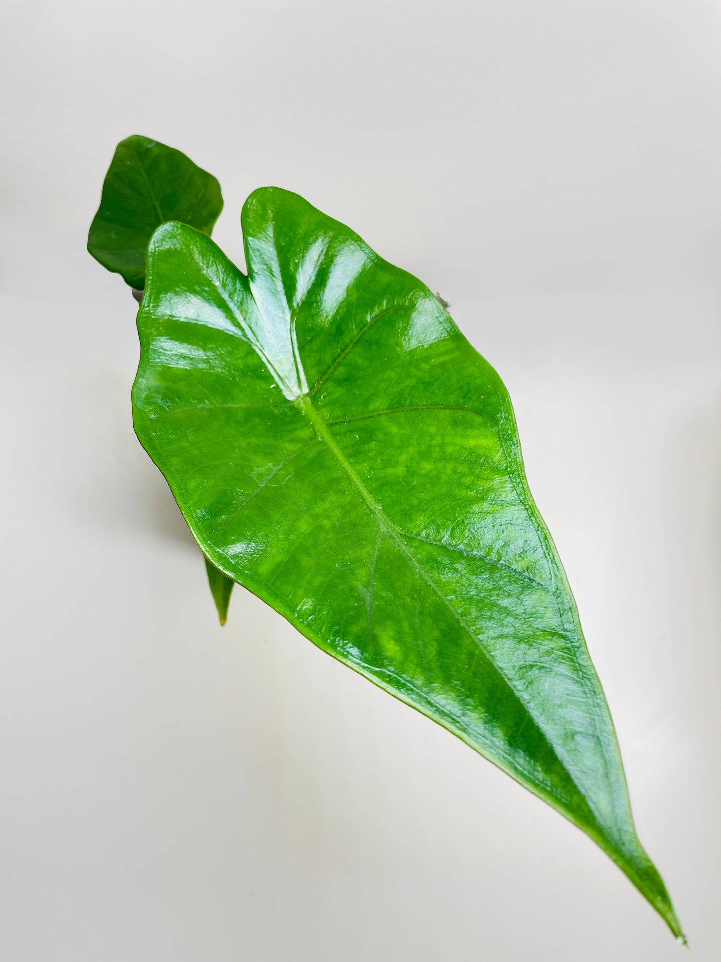 Alocasia 'Sumo' Black Veins by Bumble Plants