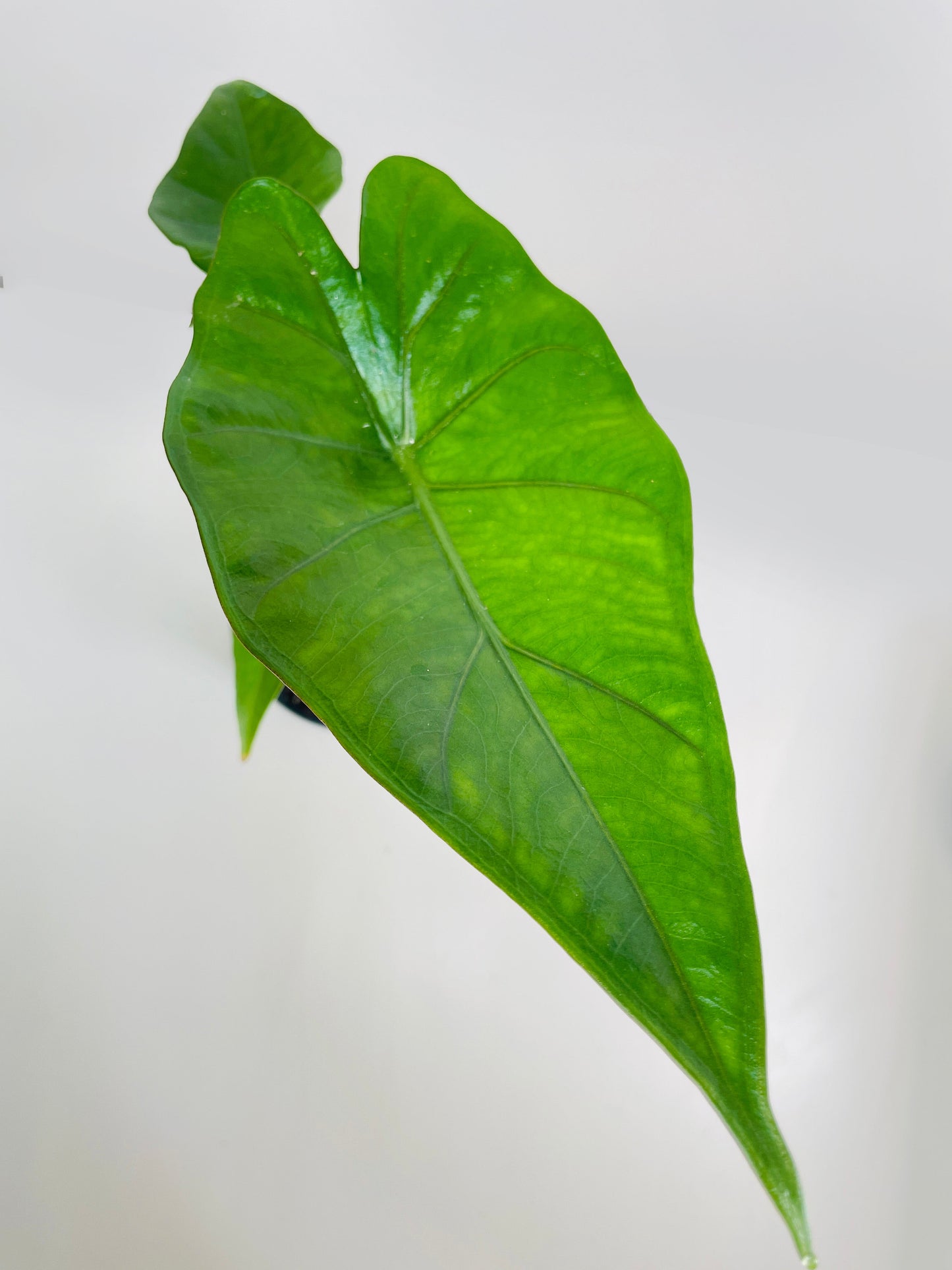 Alocasia 'Sumo' Black Veins by Bumble Plants