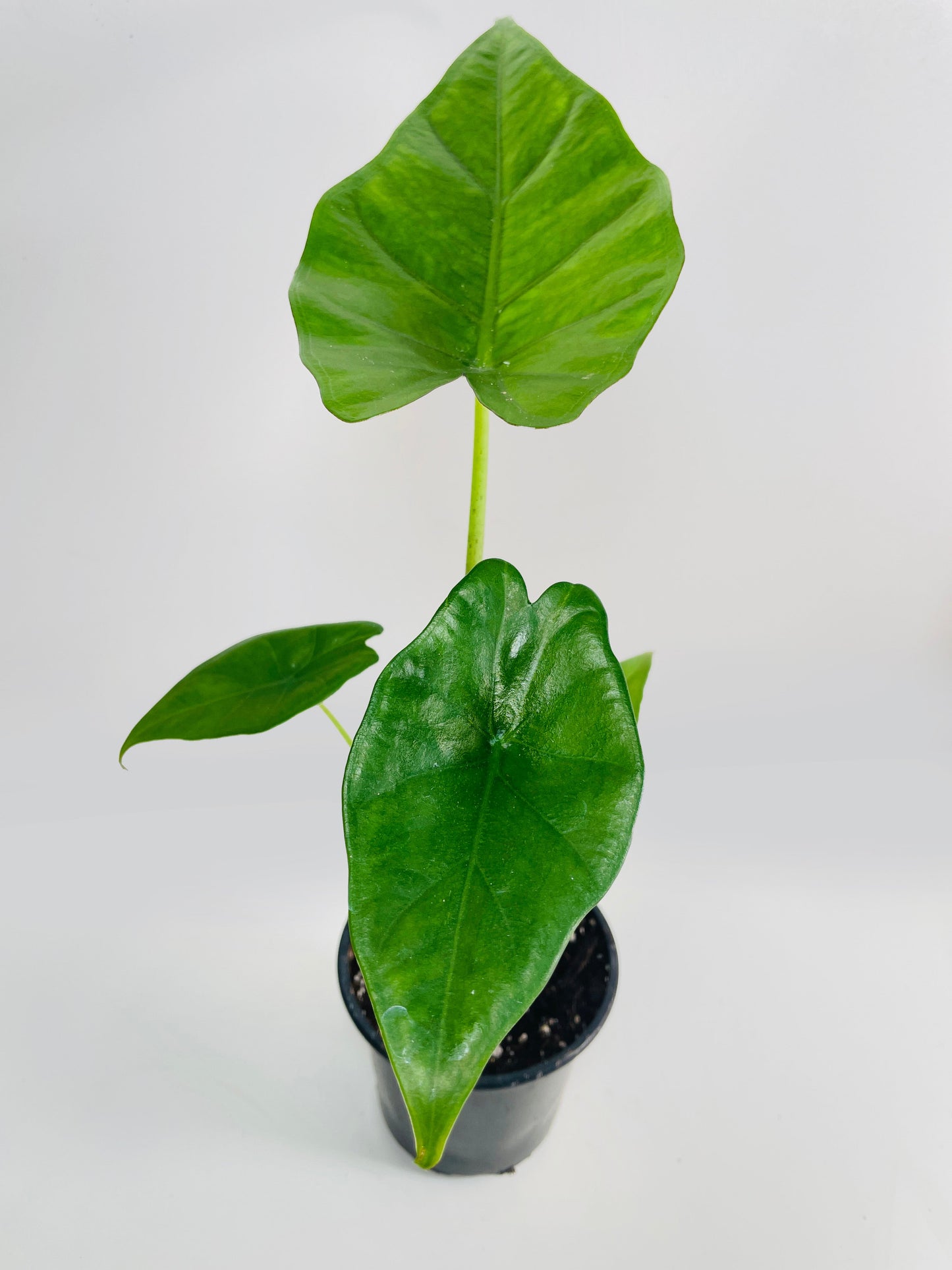 Alocasia 'Sumo' Black Veins by Bumble Plants