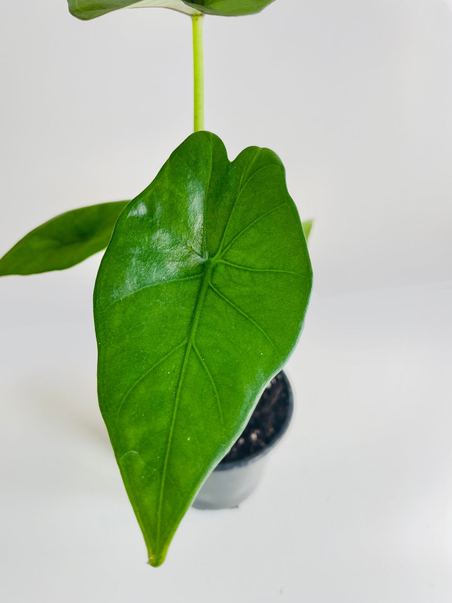 Alocasia 'Sumo' Black Veins by Bumble Plants