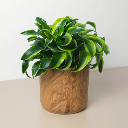 Brown Marble Swirl Cylinder Planter