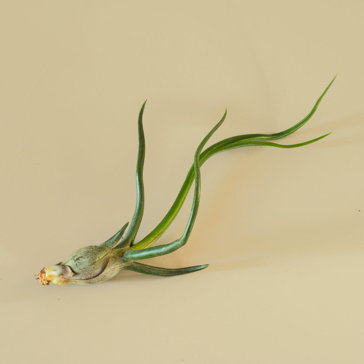 Tillandsia Air Plant Bulbosa - 3 Pack