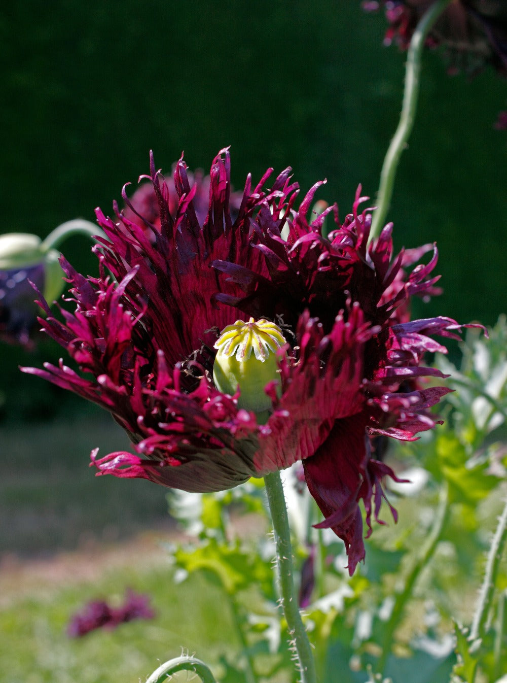 Black Swan Breadseed Poppy Seeds