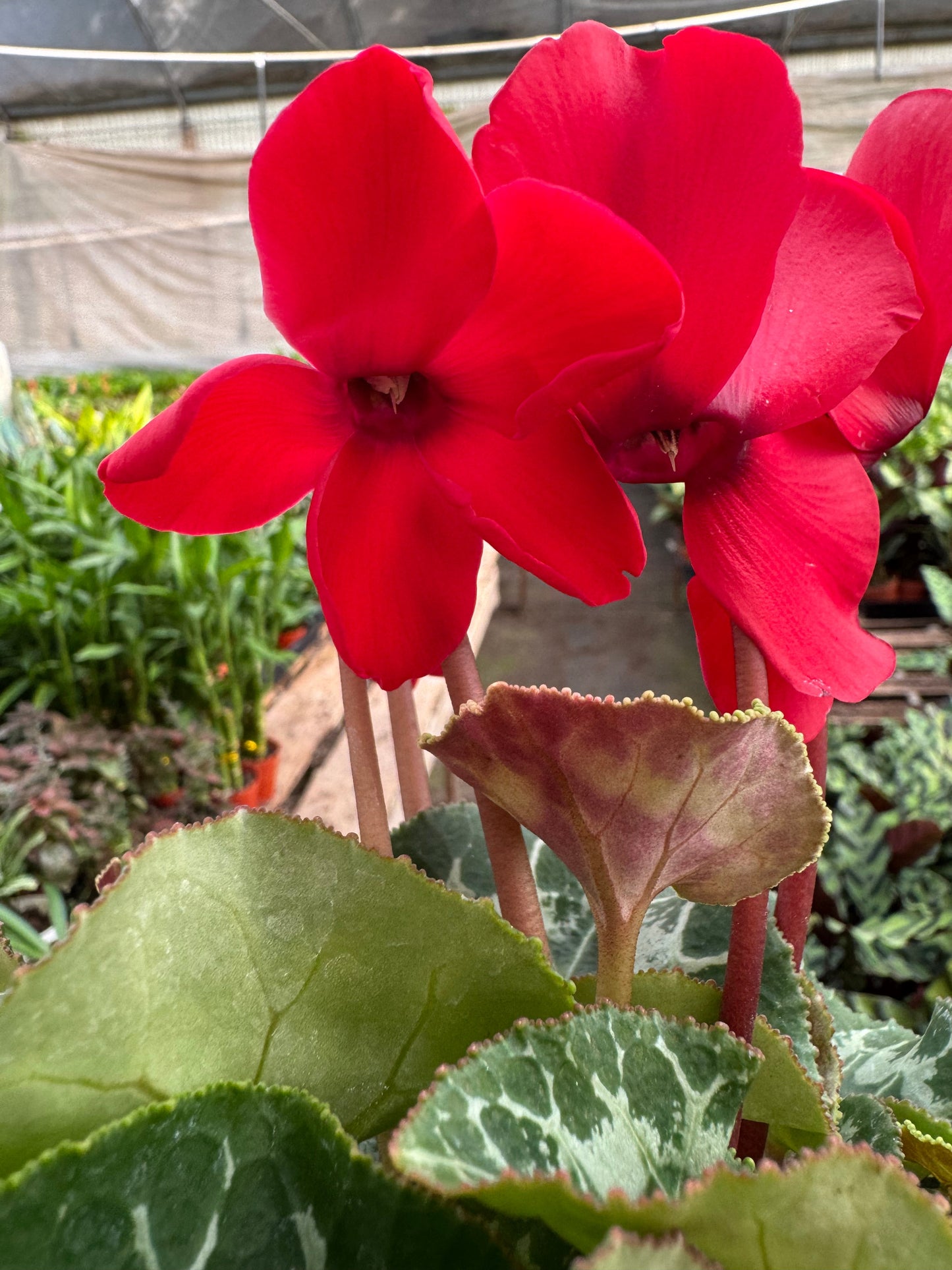 Cyclamen 'Red'