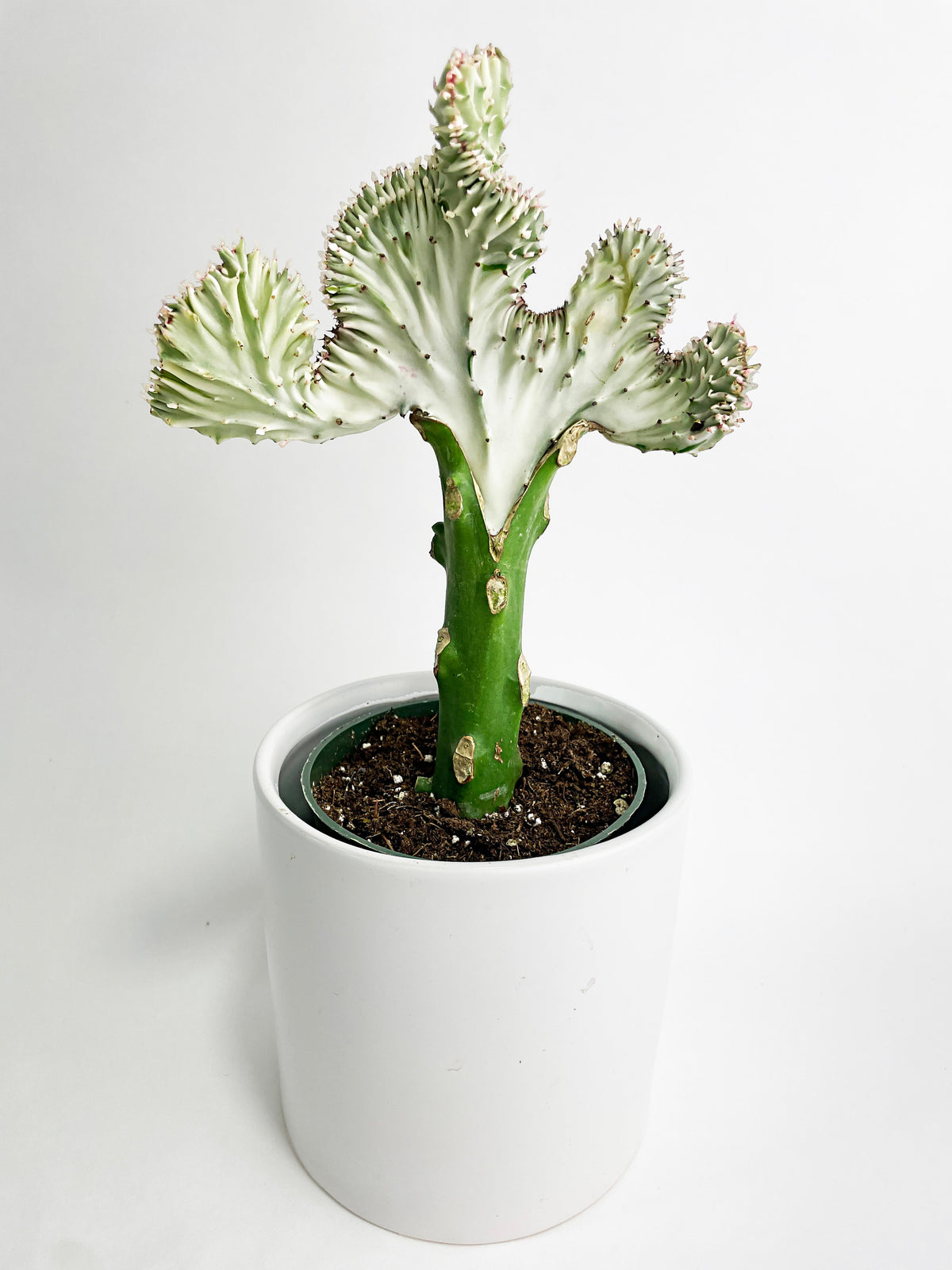 Mermaid Coral 'Cristata' Euphorbia Lactea Succulent by Bumble Plants