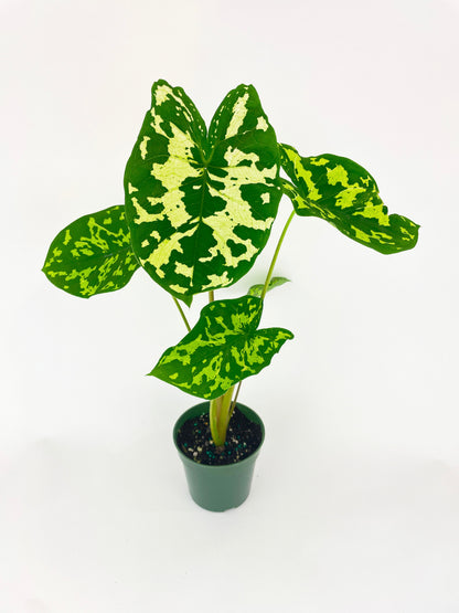 Caladium Hilo Beauty by Bumble Plants