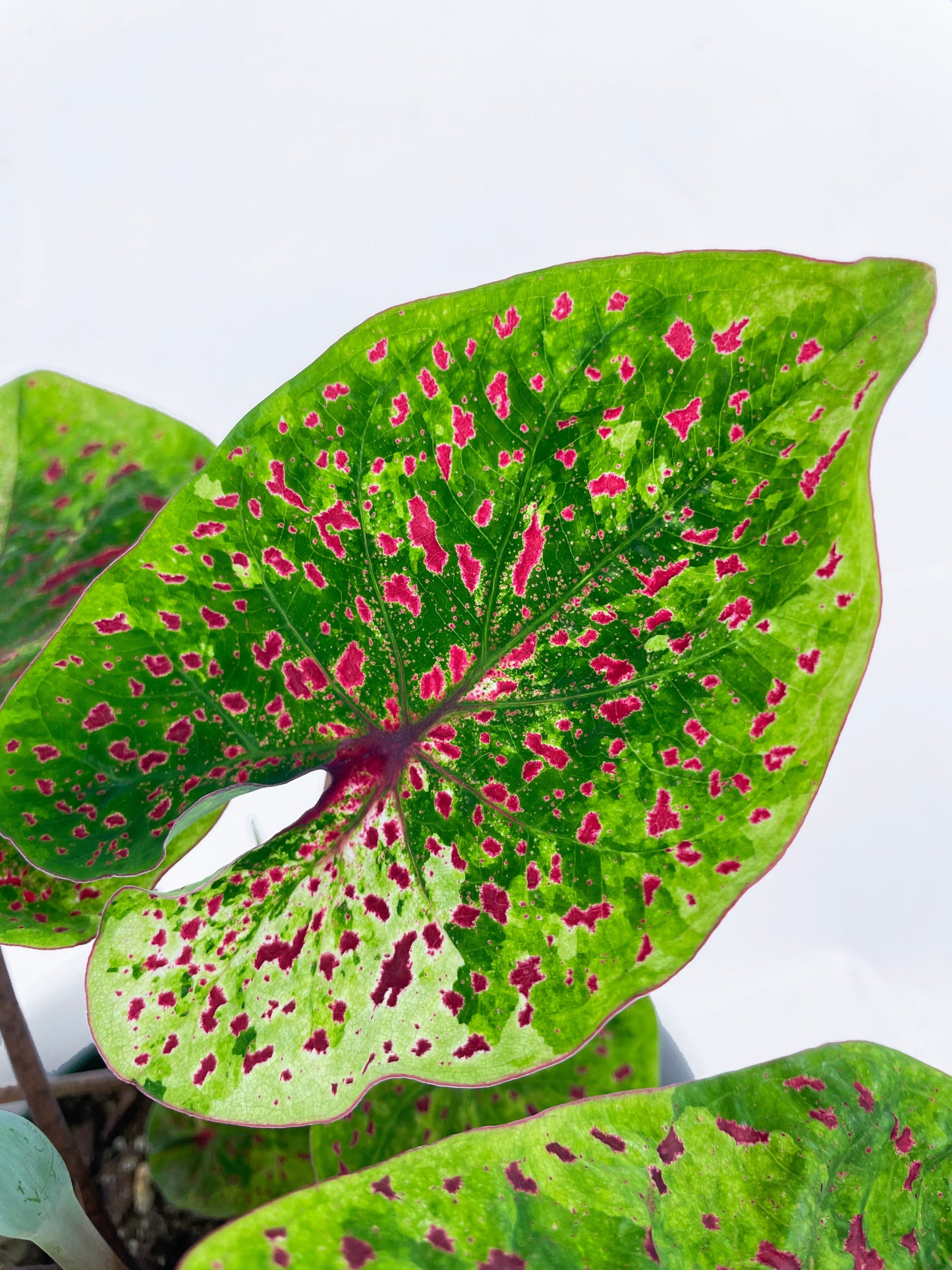 Caladium Miss Muffet by Bumble Plants