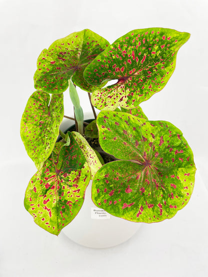 Caladium Miss Muffet by Bumble Plants