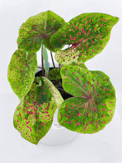 Caladium Miss Muffet by Bumble Plants