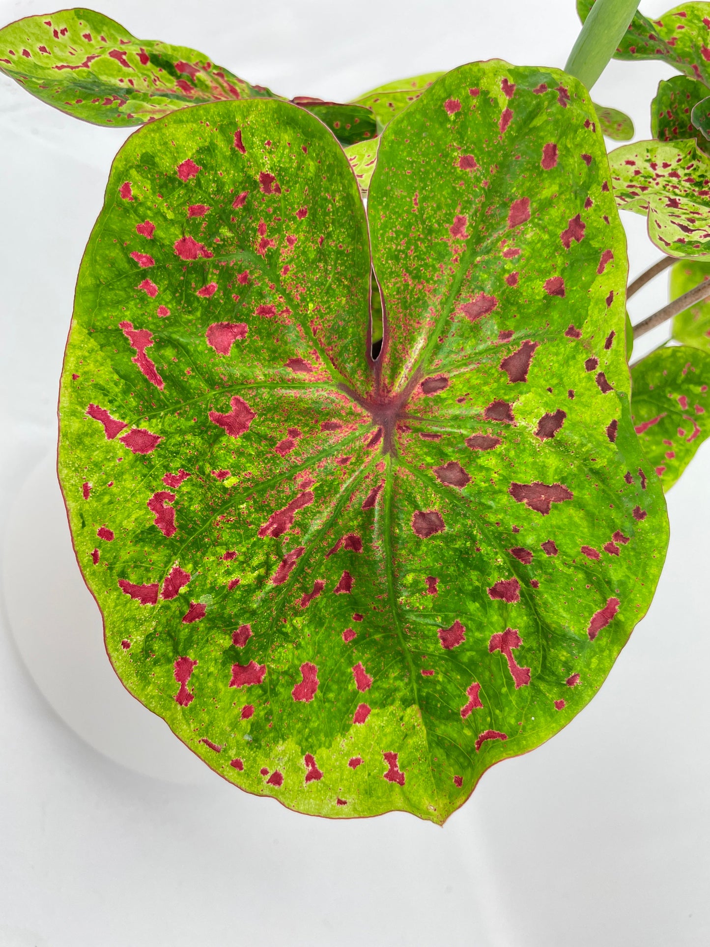 Caladium Miss Muffet by Bumble Plants