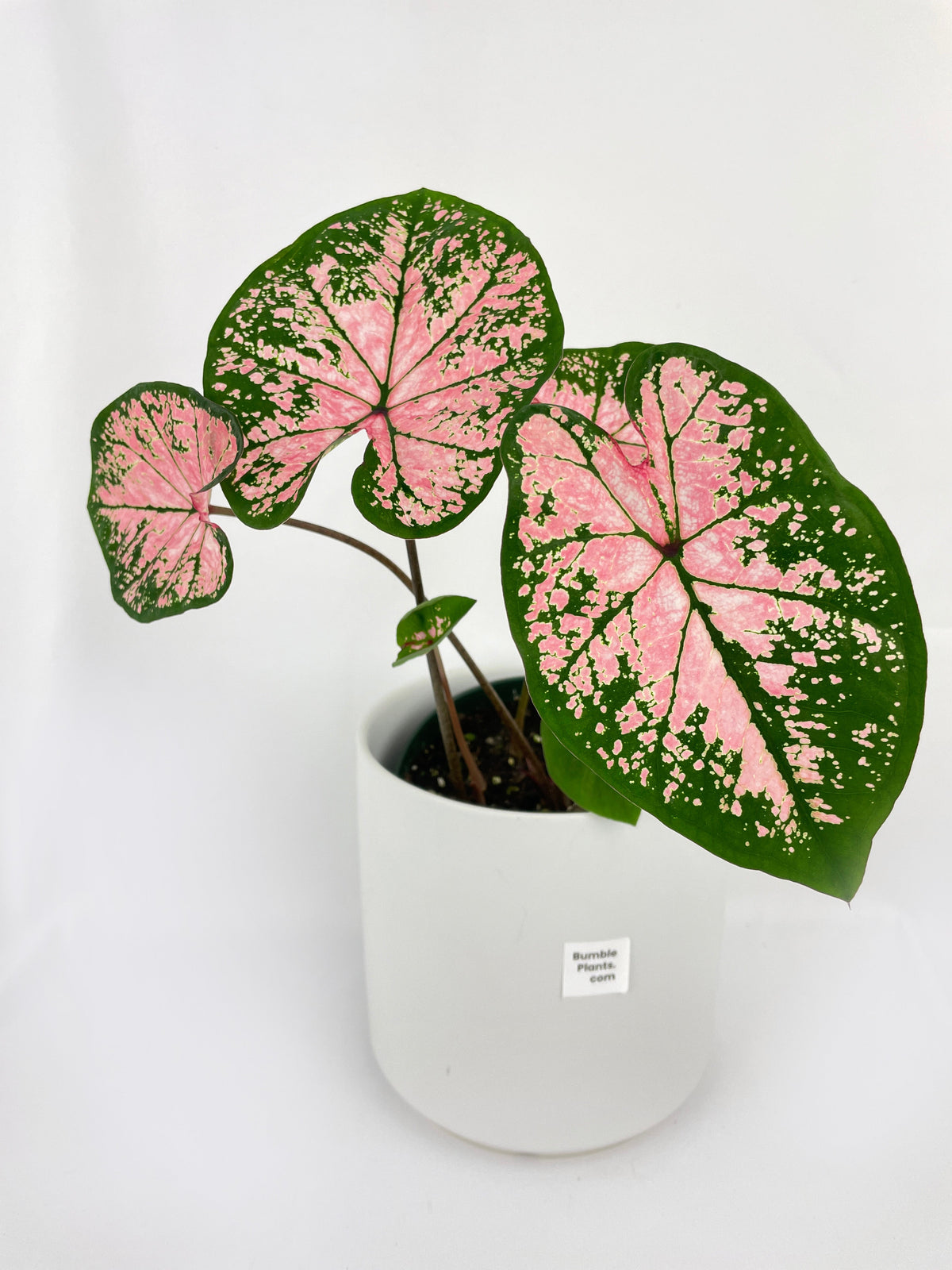 Caladium Pink Splash by Bumble Plants