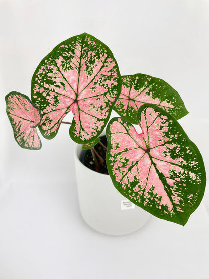 Caladium Pink Splash by Bumble Plants