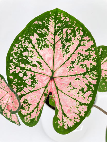 Caladium Pink Splash by Bumble Plants