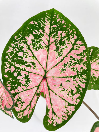 Caladium Pink Splash by Bumble Plants