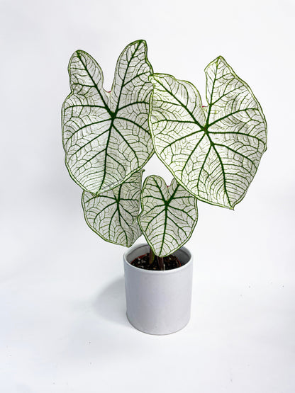 Caladium 'White Christmas' Butterfly Wings by Bumble Plants