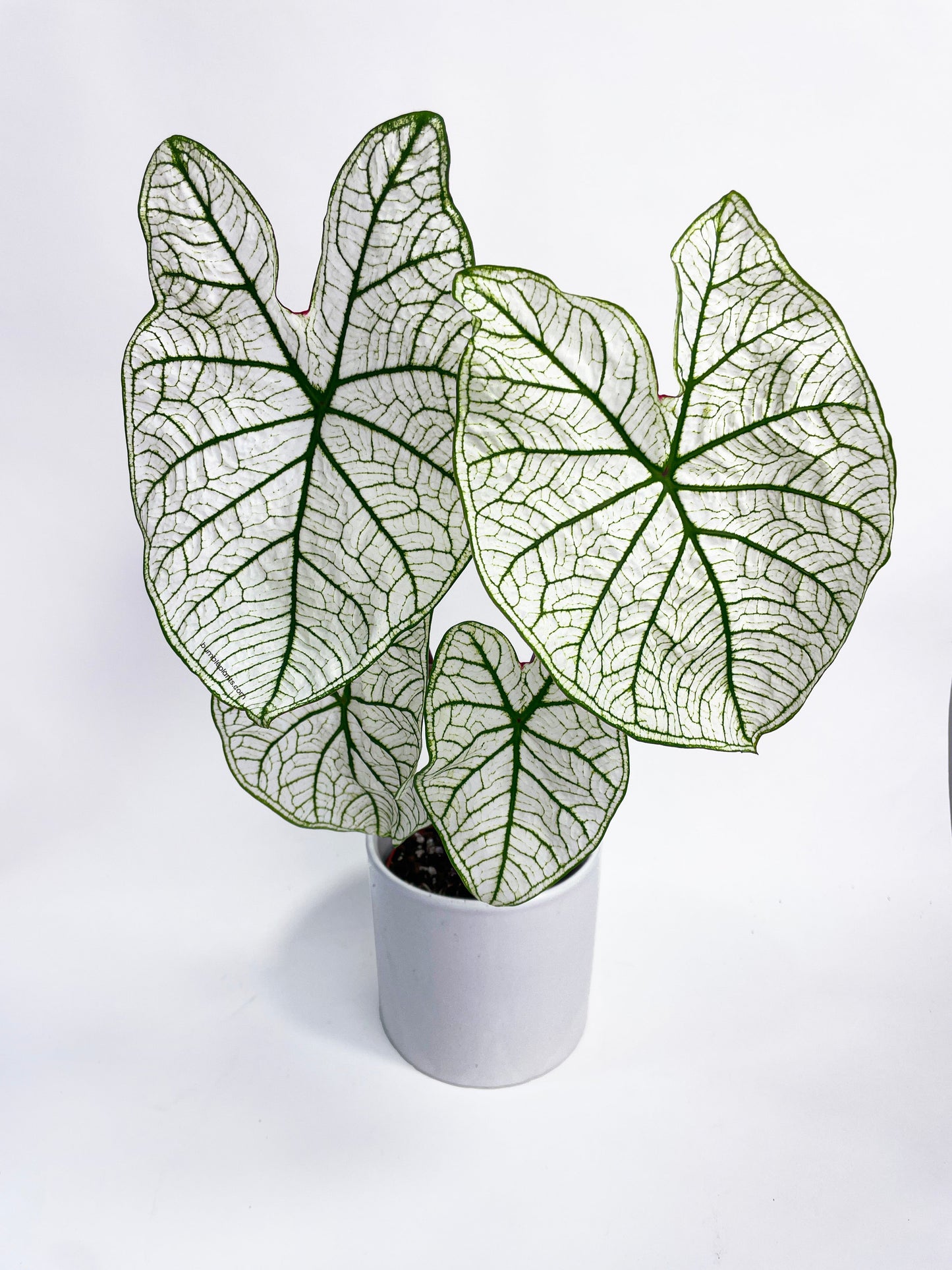 Caladium 'White Christmas' Butterfly Wings by Bumble Plants