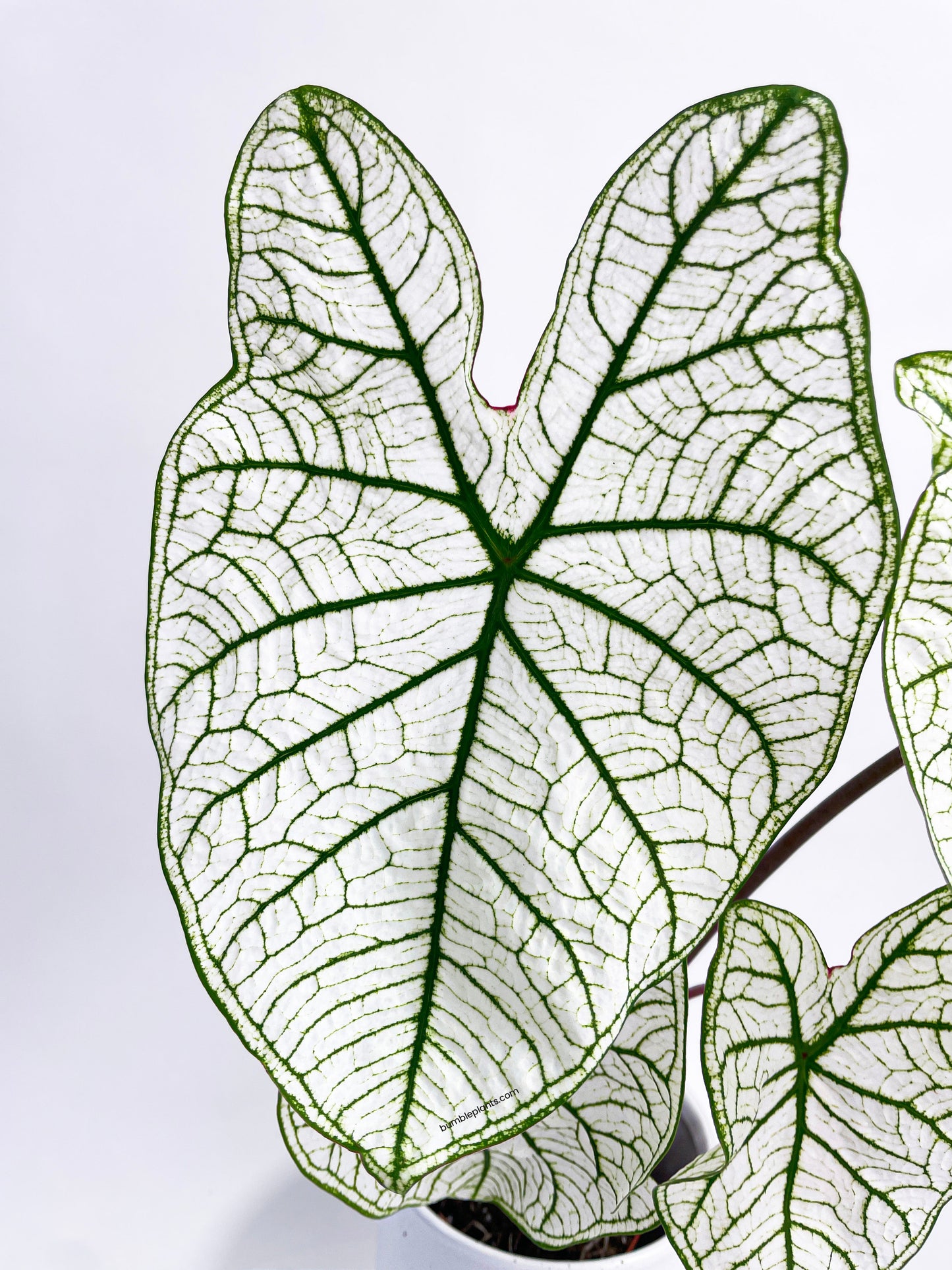 Caladium 'White Christmas' Butterfly Wings by Bumble Plants