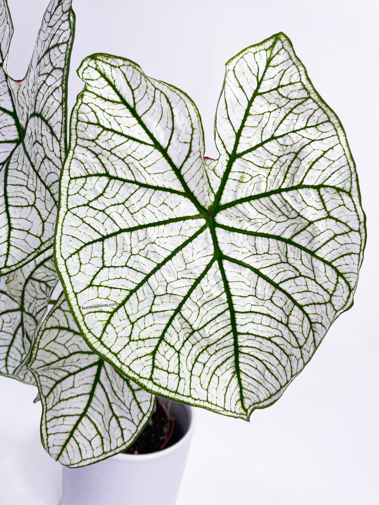 Caladium 'White Christmas' Butterfly Wings by Bumble Plants