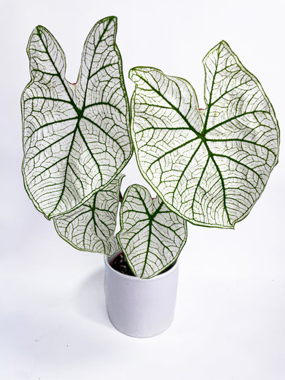 Caladium 'White Christmas' Butterfly Wings by Bumble Plants