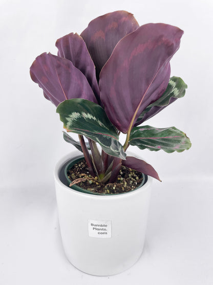 Calathea Medallion by Bumble Plants