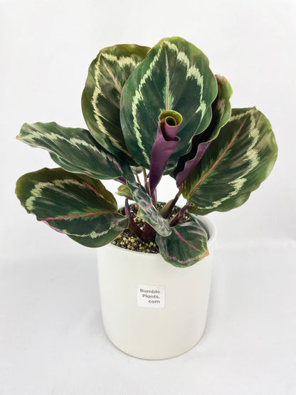 Calathea Medallion by Bumble Plants