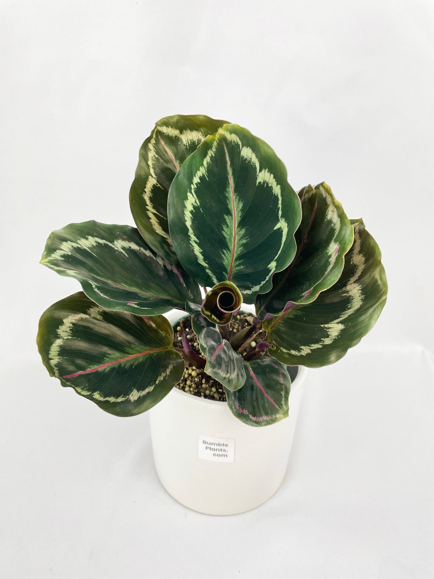 Calathea Medallion by Bumble Plants