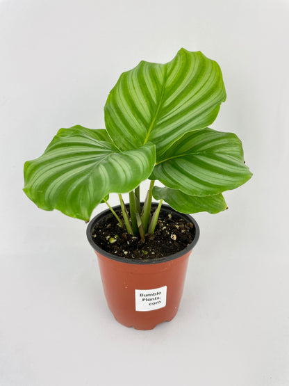 Calathea Orbifolia by Bumble Plants