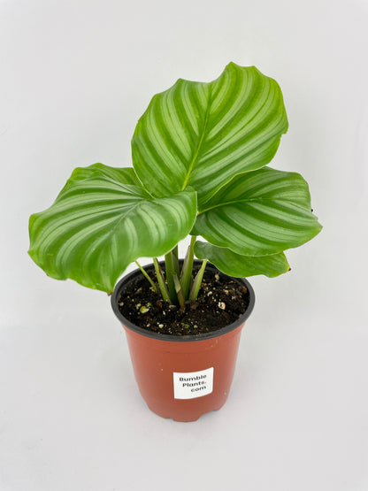 Calathea Orbifolia by Bumble Plants