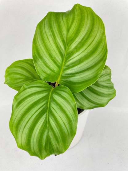 Calathea Orbifolia by Bumble Plants