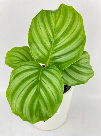 Calathea Orbifolia by Bumble Plants