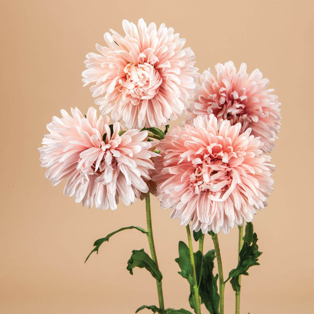 Tower Chamois Apricot Aster Seeds