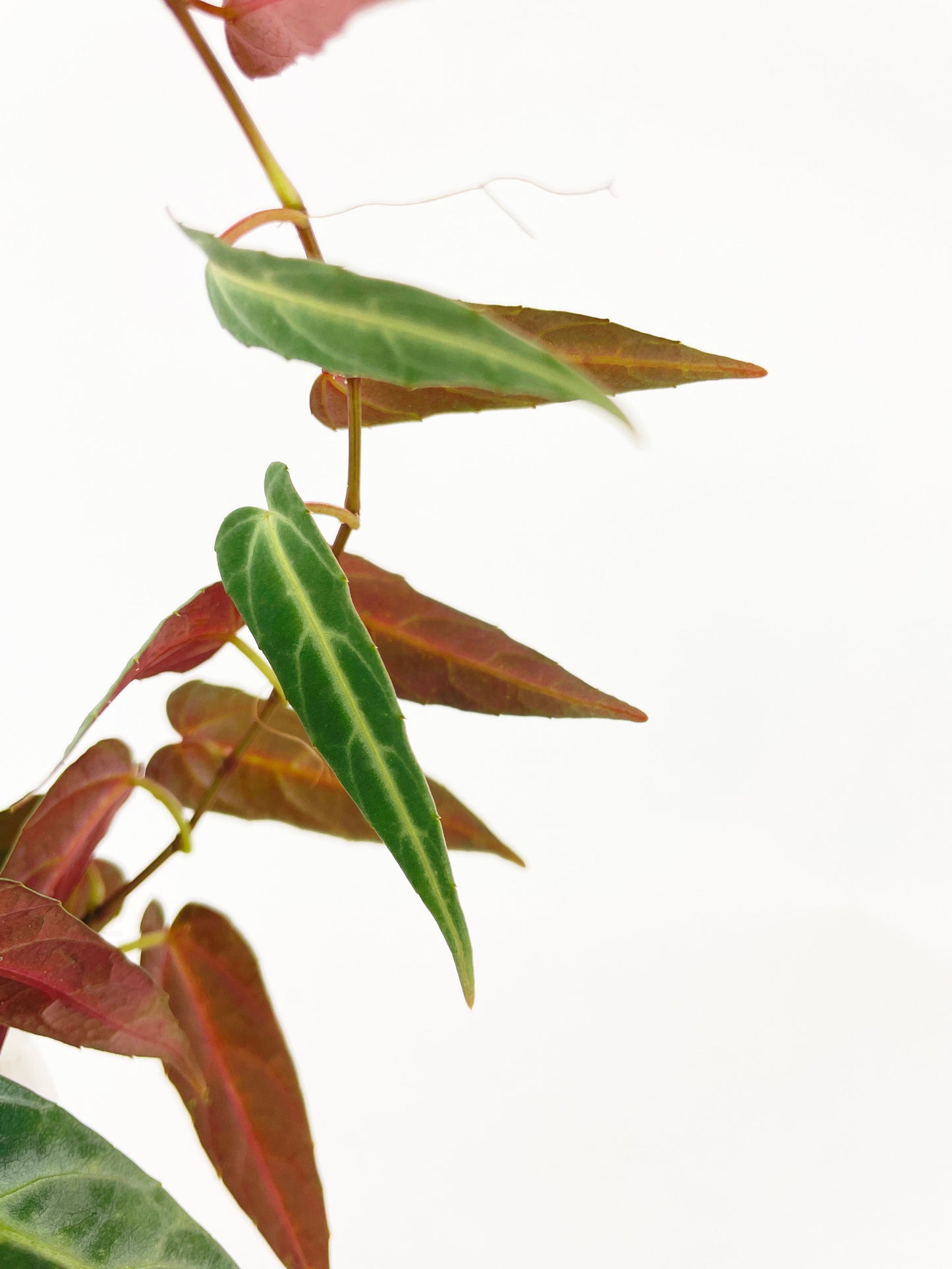 Cissus Amazonica by Bumble Plants