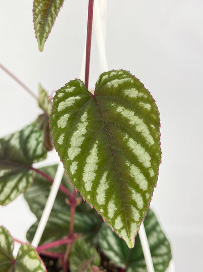 Cissus Discolor by Bumble Plants